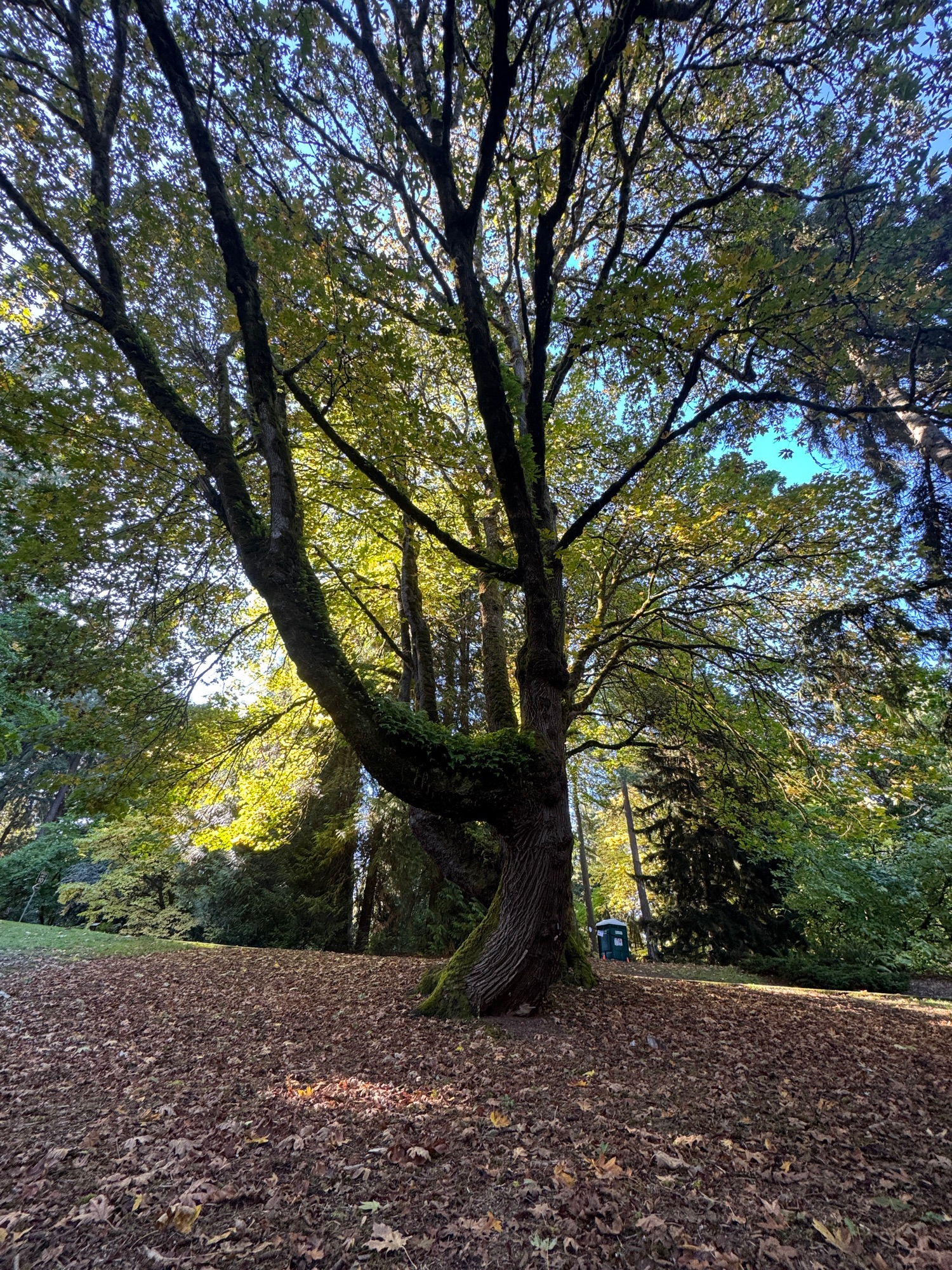 Trees Do Not Read Instruction Manuals