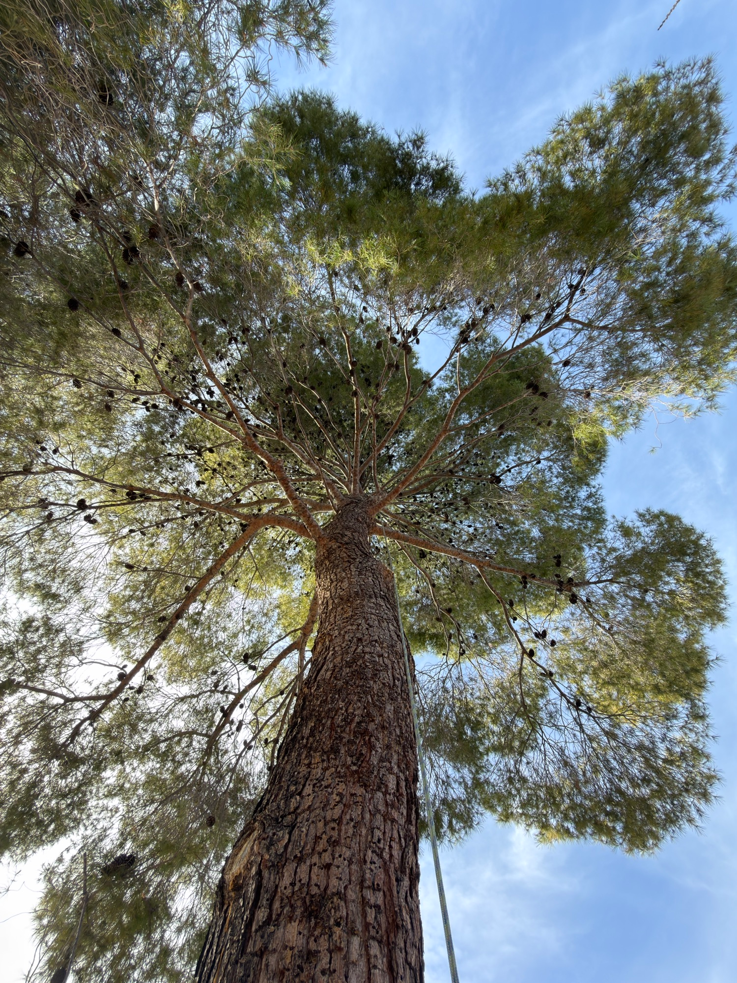 The Importance of Arboriculture
