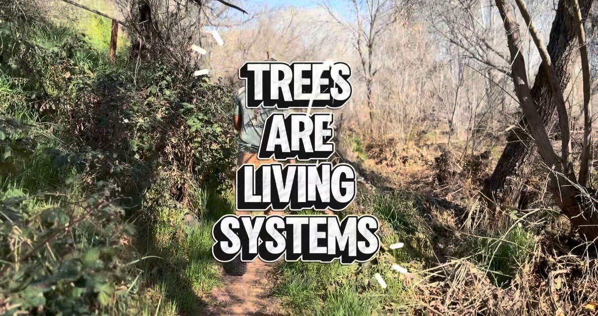 Arboriculture in Action: A Week of Professional Tree Care in the Verde Valley